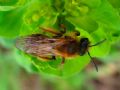 Andrena flavipes